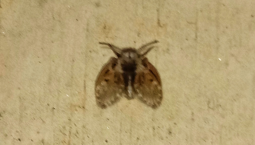 Close-up photograph of a drain fly showing its fuzzy body and broad hairy moth-like wings