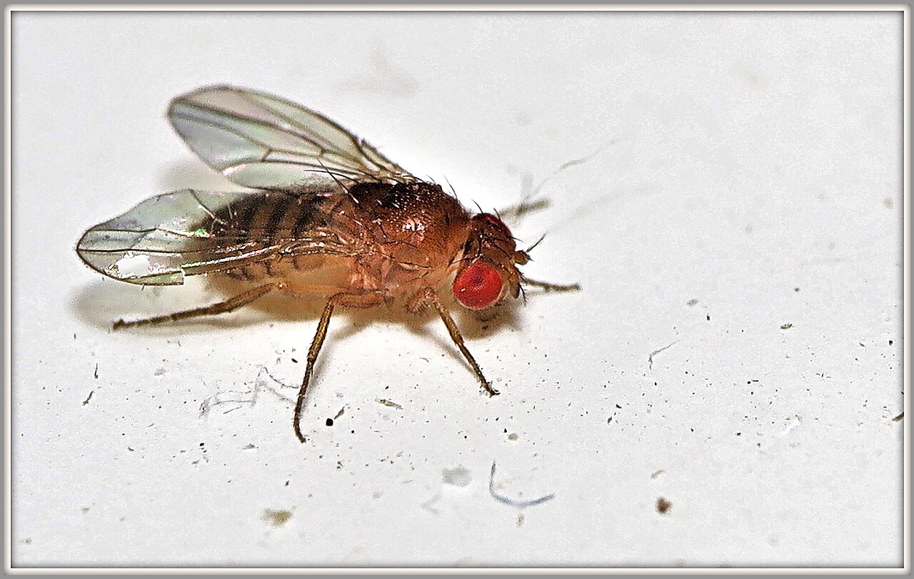 Macro photograph of a common fruit fly with a smooth tan-brown body, red compound eye, and clear wings